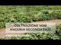 Mini Anguria 🍉 Fruttificazione