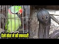 तोता ने अपनी वफादारी से घर वालो की जान बचाई|How The Parrot Rescued People From The Venomous Cobra |