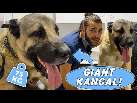 GIANT SHEPHARD DOG KANGAL! ( 75 Kilograms! ) #TheVet