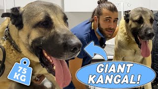 GIANT SHEPHARD DOG KANGAL! ( 75 Kilograms! ) #TheVet