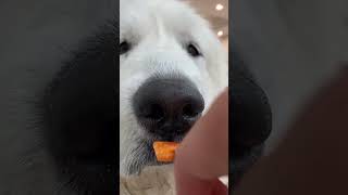 #greatpyrenees #funny #viral #fyp