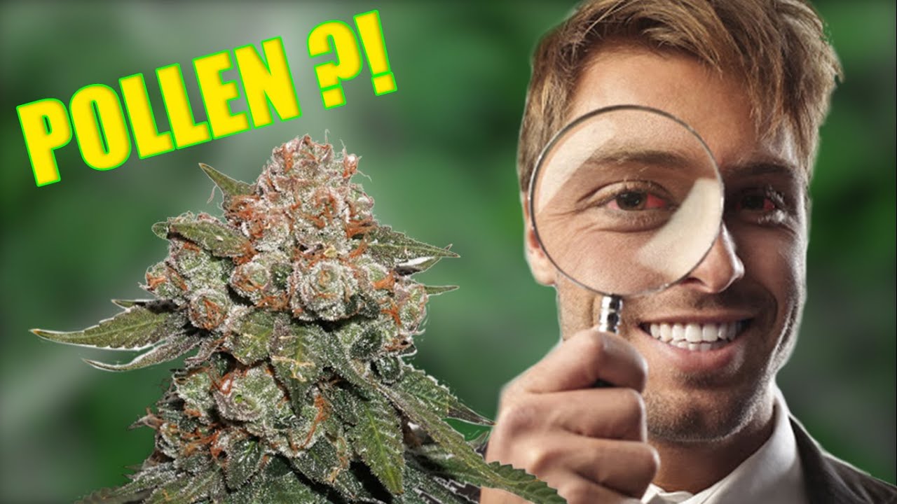 DU POLLEN SUR LA WEED ?! (Les trichomes)