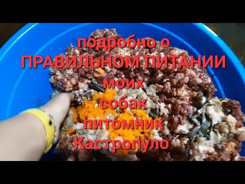 ПОДРОБНО о ПРАВИЛЬНОМ ПИТАНИИ моих собак, питомник чихуахуа Кастропуло Крым