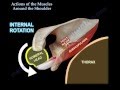 Actions Of The Muscles Around The Shoulder - Everything You Need To Know - Dr. Nabil Ebraheim