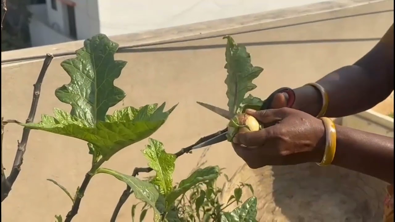 బుట్ట నిండా కూరగాయలు వచ్చాయి మా టెర్రస్ గార్డెన్ లో | vegetables harvest from our garden