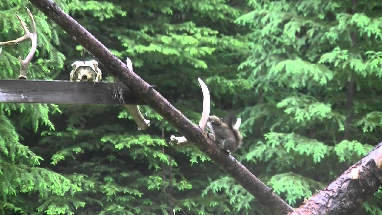 Squirrel Eating Antlers 2015 YouTube