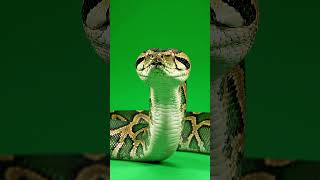 Realistic Snake Green Screen Overlay | 4K Animation #Shorts
