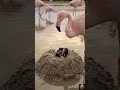 The First Flamingo Chick Hatches on a Mud Nest! 🦩🥚
