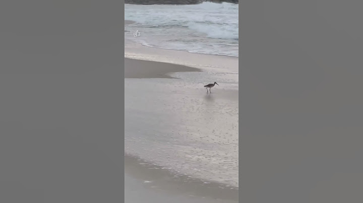 Cute Sandpiper Feeding Along the Beach