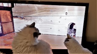 Cats Watching TV for Cats | @BowieTheRagdollCat by Bowie The Ragdoll Cat 2,386 views 2 years ago 2 minutes, 46 seconds