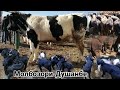 МОЛБОЗОРИ ДУШАНБЕ БАРАЧАИ БЕ ОЧА ОЧА БАЧА БУГУЗ БУКАИ КАЛОН БУКАЧА