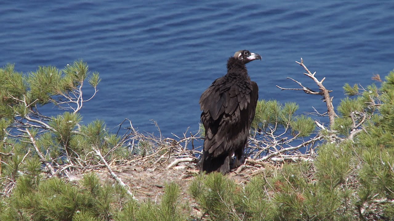 Las islas perdidas de Darwin: Las Baleares | DOCUMENTAL de ANIMALES | Somos Documentales