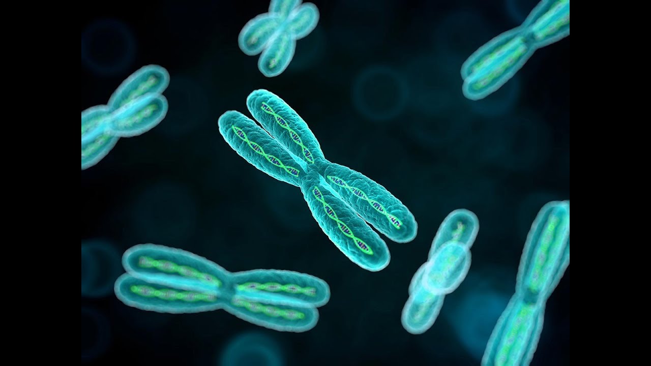 Вовед во генетика 2 | Генетика