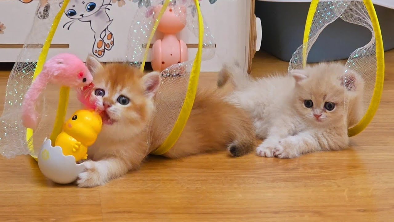 Funny British Shorthair kittens 🥰