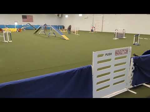 Cooper's 1st AKC Novice Standard Run