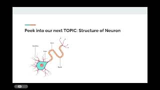 Ap Psych Course Unit 2.3 Overview Of The Nervous System And Neurons