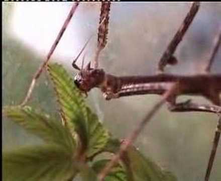 Insecto Palo Comiendo Youtube