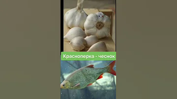 КАКИЕ ЗАПАХИ ЛЮБИТ РЫБА #shorts