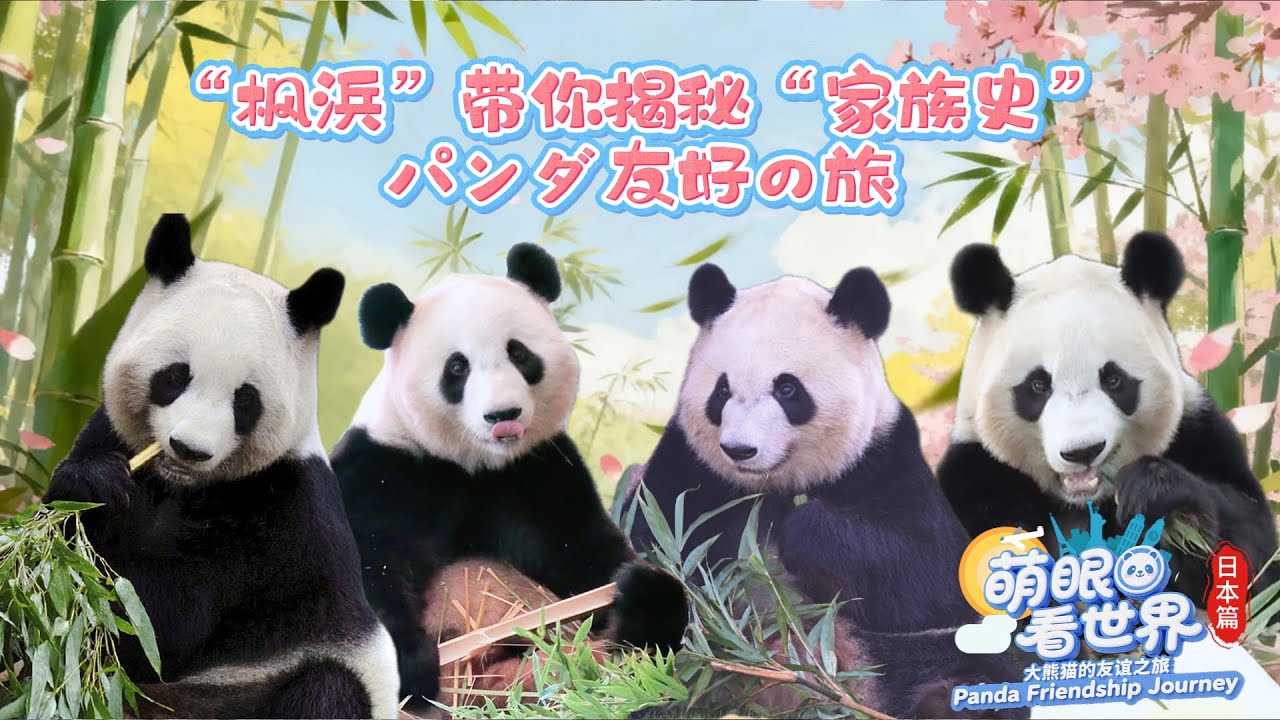 「楓浜」がその「家族の歴史」を紹介します | iPanda パンダ楽園