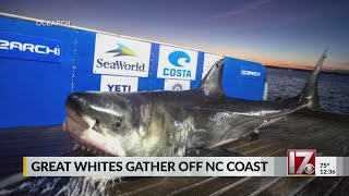 Great White sharks gathering off NC coast