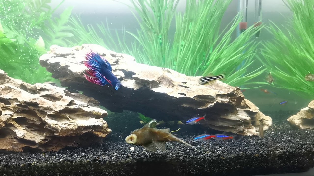 betta and pleco