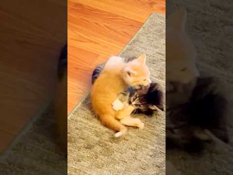 They fight and make up quickly 😂 Gotta love these little kittens 💛💛🐾🐾