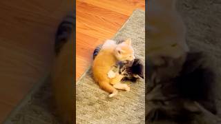 They fight and make up quickly 😂 Gotta love these little kittens 💛💛🐾🐾