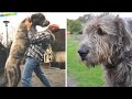 Este es el perro poderoso más gigante del mundo El Lobero irlandés