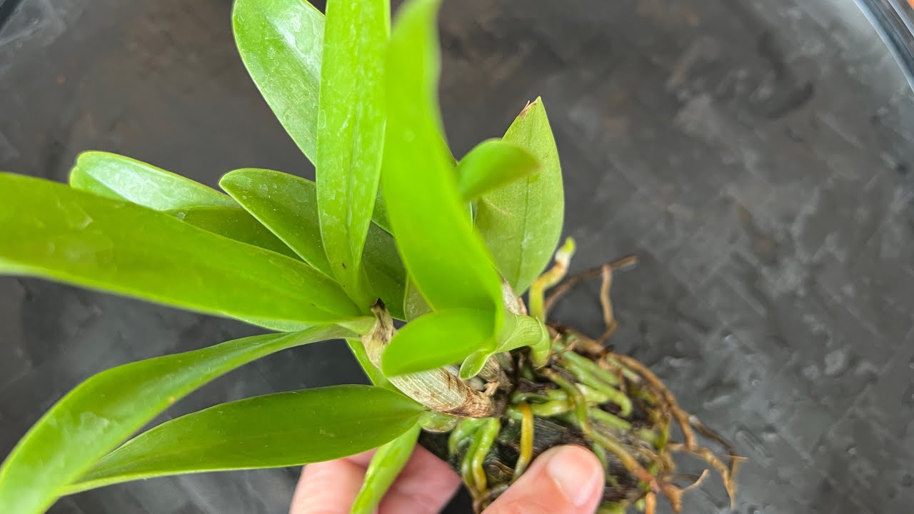 Когда и как пересаживать саженец орхидеи каттлея — руководство для начинающих