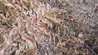 Hasil Dari Campuran Herbisida. Metil Metsulfuron, 2.4 Dimetil , Perekat Dan Parakuat.