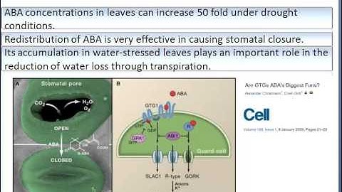 Lecture 13: Plant Signals Part 3