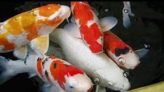 The best koi fish for koi show and amazing koi story - Ikan koi cantik & ikan koki lucu