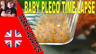 BRISTLENOSE PLECO GROWTH TIME-LAPSE SHORT VIDEO .