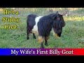 Expanding the Billy Goat pen with Electric Netting and introducing our new billy goat.