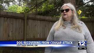 Dog recovering from cougar attack in Cottage Grove