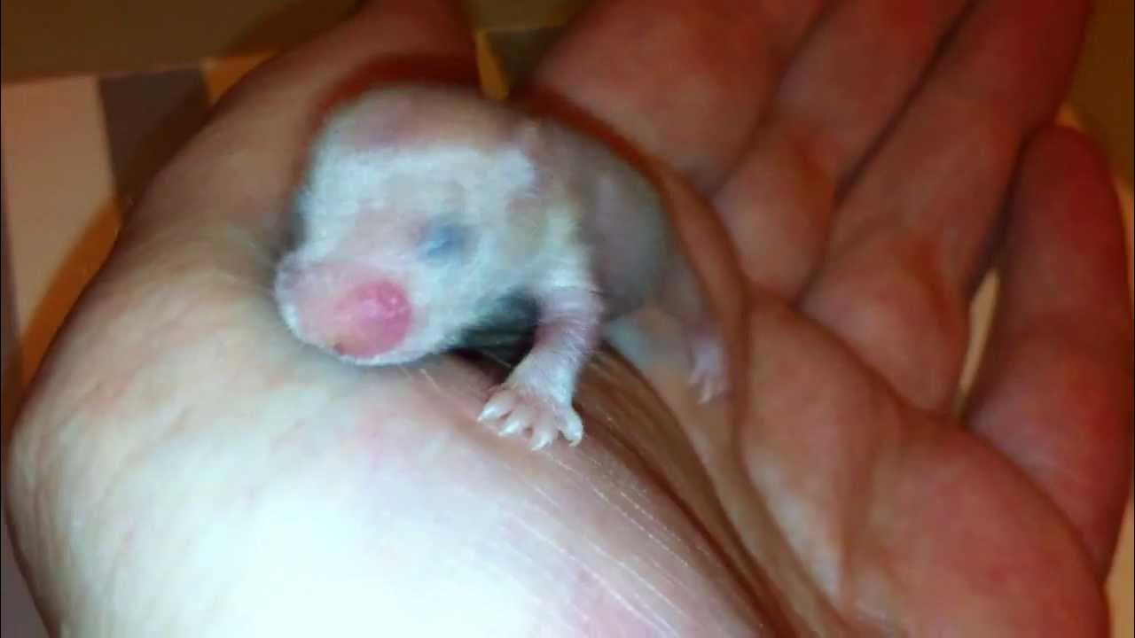 Сирийский хомяк длинношерстный. Джунгарский хомячок фото. 10 июля hamster. Сирийский хомяк длинношерстный. Славянский гороскоп хомяк.