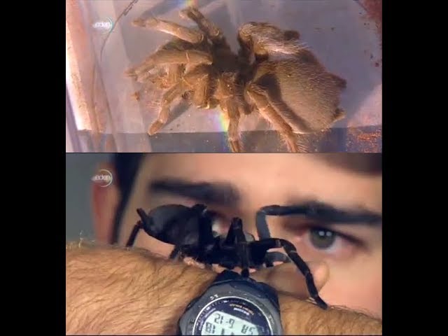 Tarantula Australias King of Spiders class=