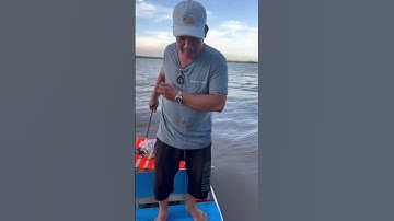 Cá ngát sông cổ chiên