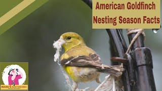 American Goldfinch Nesting Season