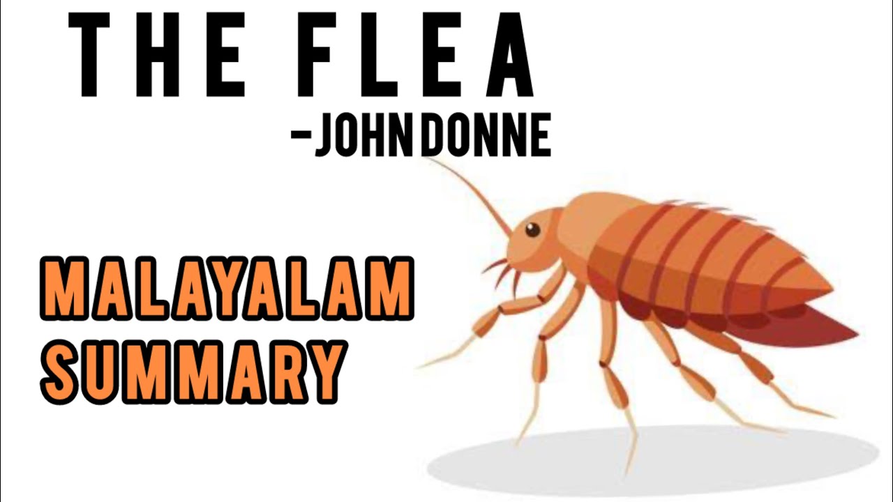 the-flea-by-john-donne-in-malayalam-the-flea-poem-britishpoetry