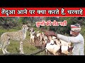 #goatfarming तेंदुआ आने पर क्या करते हैं बकरी वाले। Tenduaa aane par kya karte hain Bakri palak।