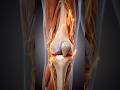 What Happens During a Genicular Radiofrequency Ablation Procedure? #kneearthritis #Clinic #health