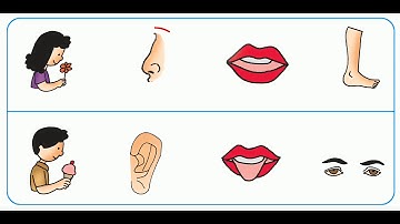 Firefly Pre-Primary Digital Preview - Environmental Studies B