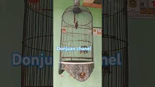 Kolibri Ninja Isian Cililin Dan Jingjing Petulakkonin kolibrininja kicaumania sad