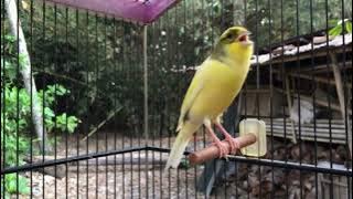 Make Your Belgian Canary Sing With Joy With This Melody!