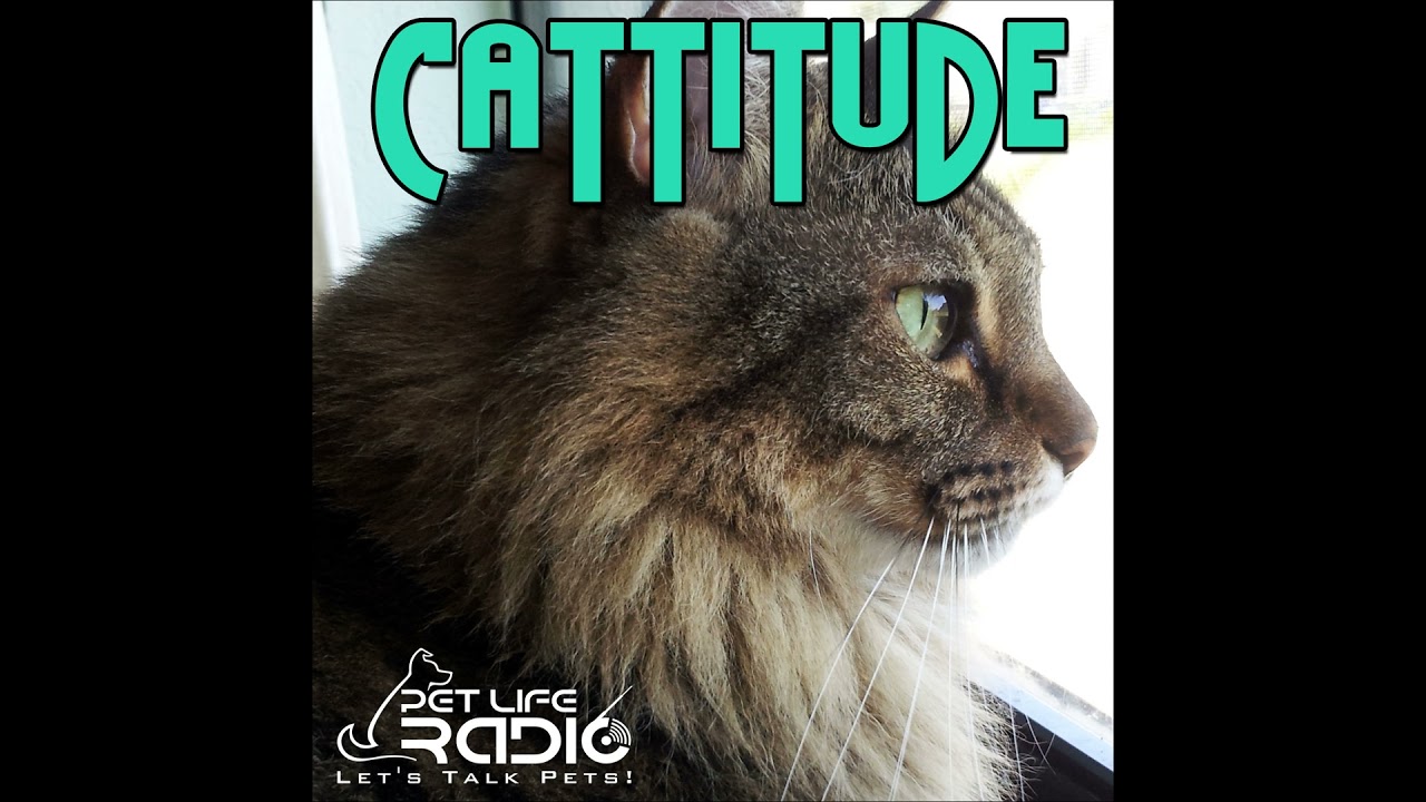 Cattitude - Episode 48 How to be a More Earth Conscious Cat Owner