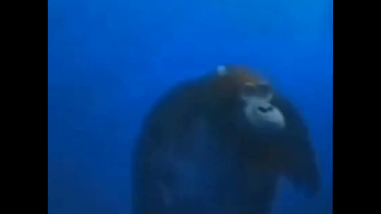 обезьяна плывёт под водой мем - YouTube