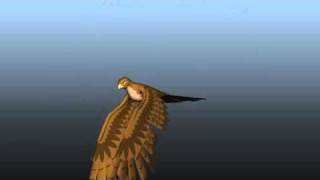 Hawk - Flap