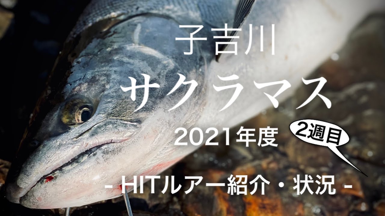 作法其の115 桜鱒 子吉川 サクラマス２０２１ 第２週 Hitルアー紹介など雑談 他 Koyoshigawa Cherry Salmon Youtube