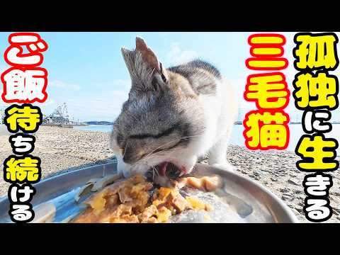 防波堤で孤独に生きる三毛猫にご飯あげると・・・ さくらねこへのエサやり 保護猫シェルターの猫【視聴だけでも猫たちの助けになります】支援者様 視聴者様 猫たちに神のご加護を！野良猫の感動猫動画